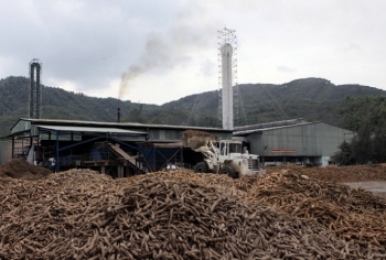 Lào Cai: Tăng cường quản lý vùng trồng sắn gắn với chế biến, tiêu thụ sản phẩm