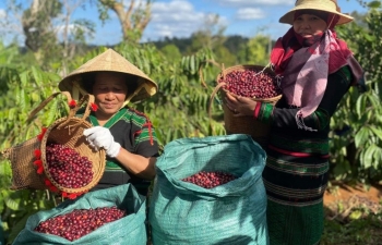 Xuất khẩu nông sản sang Đức: Triển vọng lớn khi EVFTA đang phát huy vai trò 