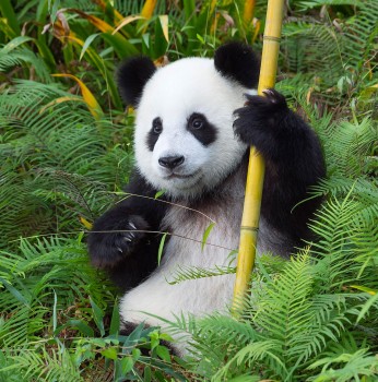 Vietjet giảm 50% vé bay Thành Đô, Tây An, Hong Kong (Trung Quốc)