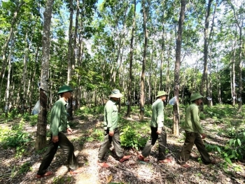Thường trực Tỉnh ủy Gia Lai chỉ đạo làm rõ vụ 359 ha rừng cao su “vô chủ”