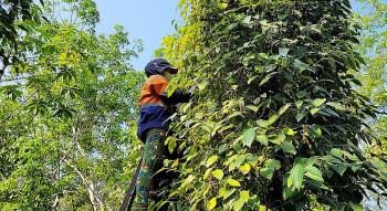 Giá tiêu hôm nay 6/7/2024: Quay đầu tăng mạnh, Đắk Lắk chạm đỉnh 150.000 đồng/kg