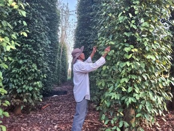 Dự báo giá tiêu ngày 8/7/2024: Đà tăng vẫn tiếp diễn, hướng vùng giá mới?