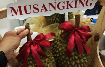 Sầu riêng Musang King giảm giá mạnh, 