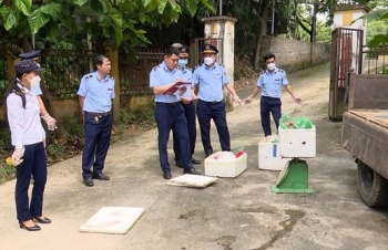 Phú Thọ: Xử phạt lái xe vận chuyển nội tạng trâu, bò không đảm bảo vệ sinh an toàn thực phẩm