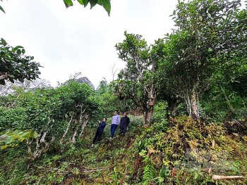 Hà Giang: Xây dựng chuỗi giá trị cho các sản phẩm nông sản địa phương