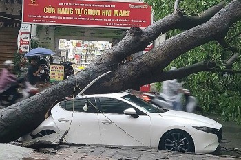 Siêu bão Yagi quật bung gốc cây đè chết người đi đường: Công an khuyến cáo gì?