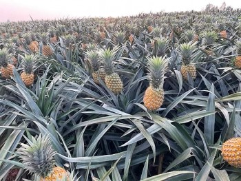 Sóc Trăng: Nông dân ‘đổi đời’ nhờ mô hình trồng dứa