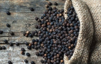 Dự báo giá tiêu ngày mai (1/10/2024): Liệu 