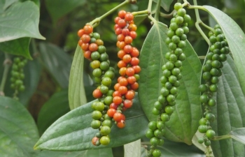 Dự báo giá tiêu ngày mai 7/10/2024: Liệu 