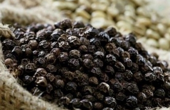 Giá tiêu hôm nay 13/10/2024: Giải mã nguyên nhân thị trường đi ngang