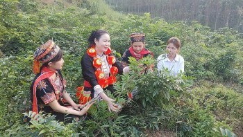 Cô gái người Dao nuôi khát vọng xây dựng ngành dược liệu Việt vươn tầm quốc tế