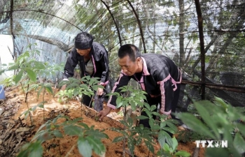 Sâm Lai Châu và ‘giấc mơ’ thương hiệu quốc gia