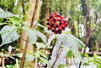 Kon Tum: Cây sâm Ngọc Linh góp phần giúp gần 2.000 hộ thoát nghèo và làm giàu
