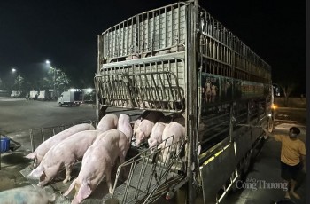 Giá thịt lợn tăng cao, đại gia chăn nuôi báo lãi to trước Tết