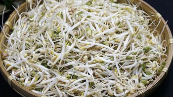 Yêu cầu địa phương báo cáo vụ giá đỗ ‘bẩn’ trước 30/12