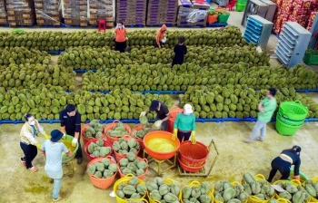 Cận Tết Nguyên đán giá sầu riêng tăng 'chóng mặt'