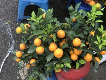 Thị trường hoa, cây cảnh Tết Nguyên đán 2025 giá tăng nhẹ