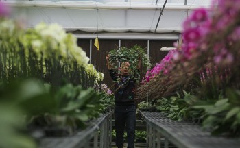 Vườn hoa lan hồ điệp lớn nhất Hà Tĩnh vào vụ Tết