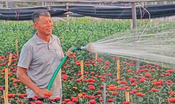 Làng hoa Tây Tựu 'cháy hàng' dịp cận Tết