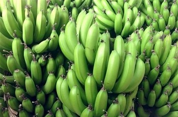 Giá chuối xanh những ngày cận Tết tăng vùn vụt