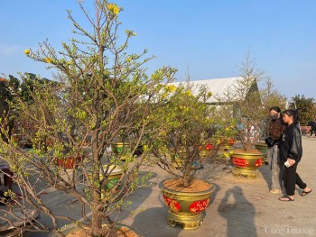 Ảm đạm thị trường hoa Tết tại tỉnh Quảng Bình