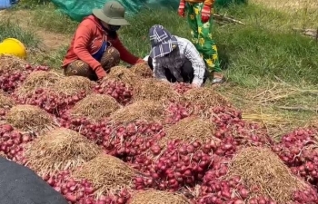 Ấn Độ bỏ thuế hành tây: Thế giới sẽ đổi vị?