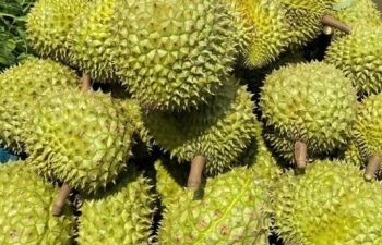Bàn giải pháp phát triển bền vững cho ngành sầu riêng