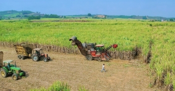 Bà con nông dân Gia Lai đổi đời nhờ cây mía