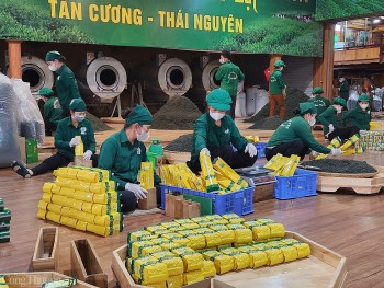 Thái Nguyên: Khát vọng nâng tầm thương hiệu chè