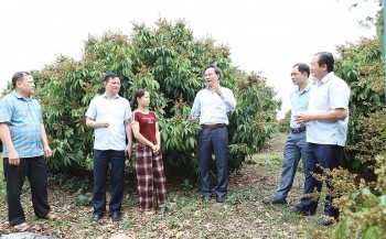 Bắc Giang: Mở rộng thị trường tiêu thụ vải thiều sớm