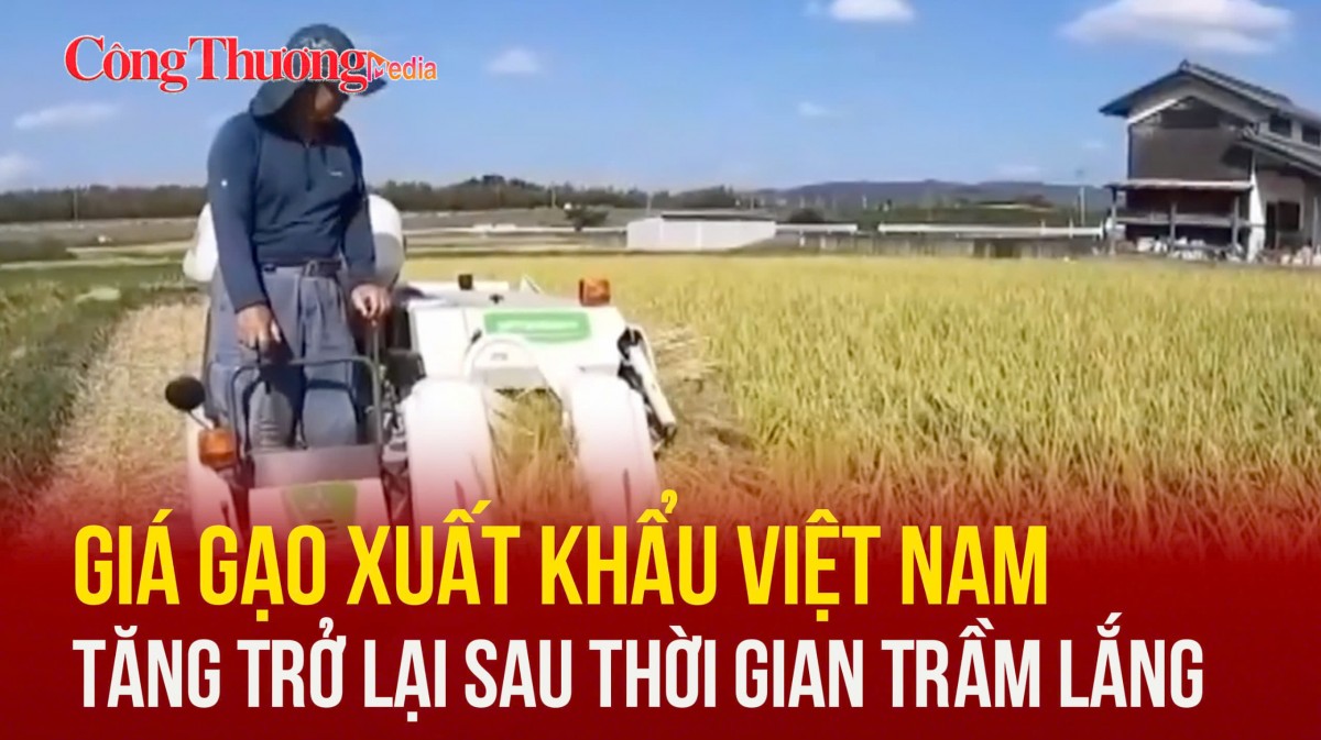 Giá gạo xuất khẩu Việt Nam tăng trở lại sau thời gian trầm lắng