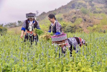 Gieo giá trị, gặt niềm tin giữa đại ngàn Tây Bắc