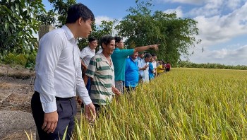 Đề xuất nhân rộng mô hình trồng lúa phát thải thấp
