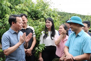 Chuẩn bị những điều kiện tốt nhất về thị trường cho trái vải