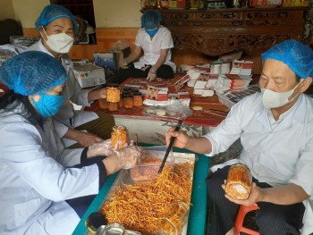 Đi tìm đầu ra cho đông trùng hạ thảo Thái Bình