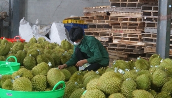Đắk Nông: Xử lý nghiêm việc tung tin thất thiệt ảnh hưởng đến sầu riêng