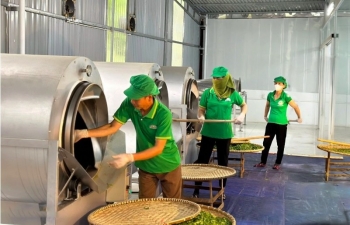 Thái Nguyên: 'Vàng xanh' mở lối thoát nghèo cho bà con dân tộc