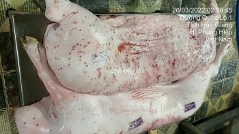 Sóc Trăng kiểm tra chăn nuôi sau phản ánh liên quan C.P. Việt Nam