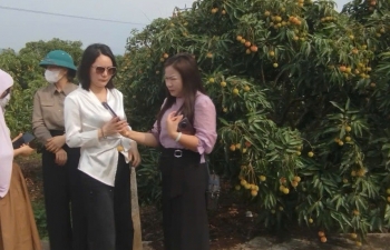 Thương nhân trong và ngoài nước đổ về vườn vải thiều Bắc Giang