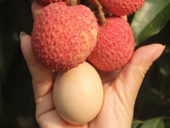 Sắp diễn ra phiên chợ vải Hưng Yên năm 2025 tại Ecopark