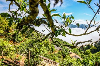 Chè Tà Xùa: Tinh hoa của bàn tay đồng bào Mông giữa mây trời Tây Bắc