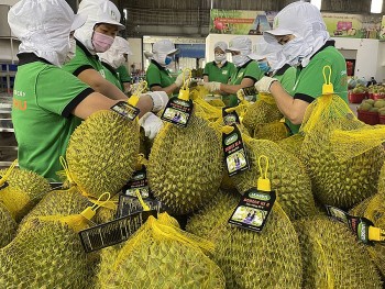 Trung Quốc hút hàng, giá sầu riêng tăng vọt