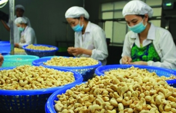 Tư vấn xuất khẩu hạt điều sang thị trường Đông và Tây Âu