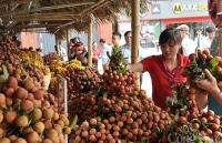 Sẵn sàng các phương án để xúc tiến tiêu thụ vải thiều năm 2020