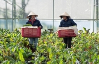 MM Mega Market Việt Nam: Mục tiêu 