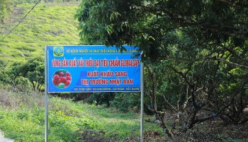 Cập nhật thông tin về thị trường nhập khẩu: Đòi hỏi tất yếu