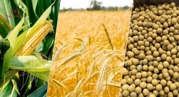 Thị trường hàng hóa hôm nay 24/1: Giá dầu thô diễn biến trái chiều, cà phê Arabica tăng vượt 158.55 USD/pounds