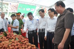 Vải thiều Thanh Hà: Đột phá trong xúc tiến thương mại, tiêu thụ