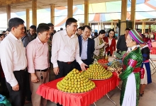 Quản Bạ - Hà Giang: Nâng cao giá trị cây hồng không hạt bản địa