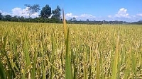 Hà Nội bãi bỏ 82 thủ tục hành chính lĩnh vực nông nghiệp và phát triển nông thôn
